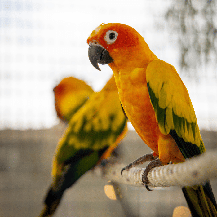 a yellow and green parrots on a rope