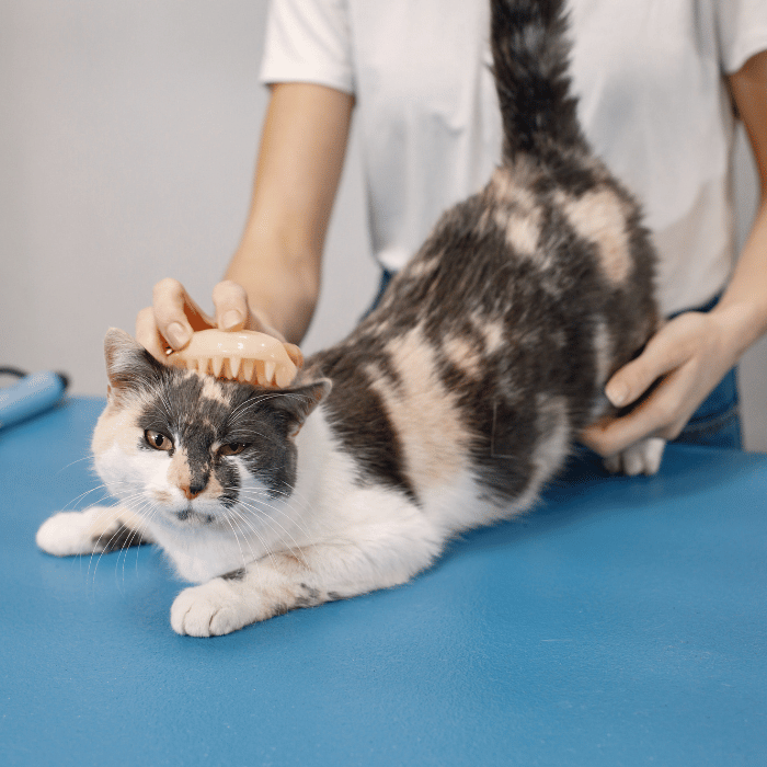 a cat with a comb on its head