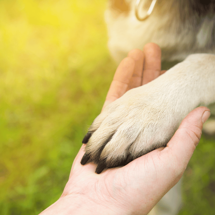 a person holding a dog's paw