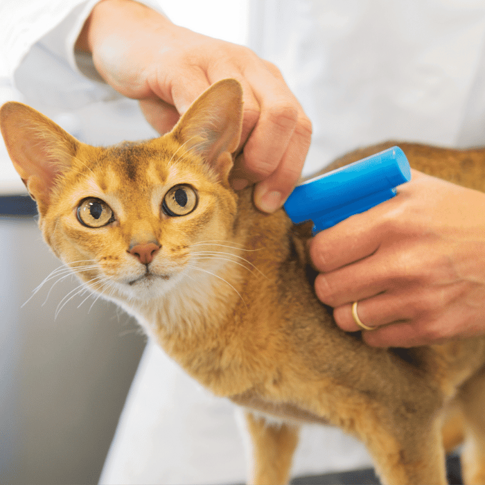 a person attaching microchip on cat neck