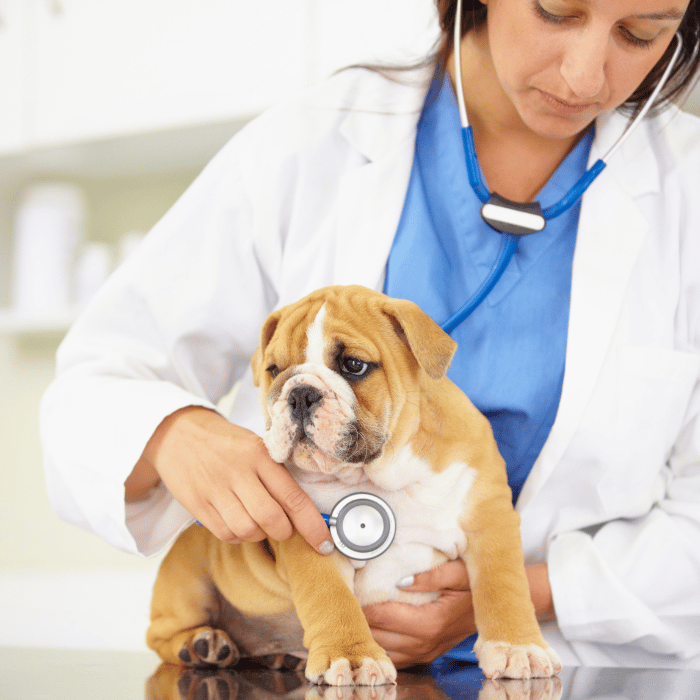 a person with stethoscope examining a dog