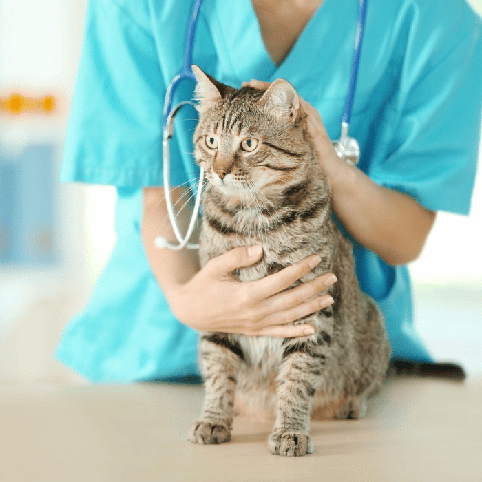 vet checking cat health
