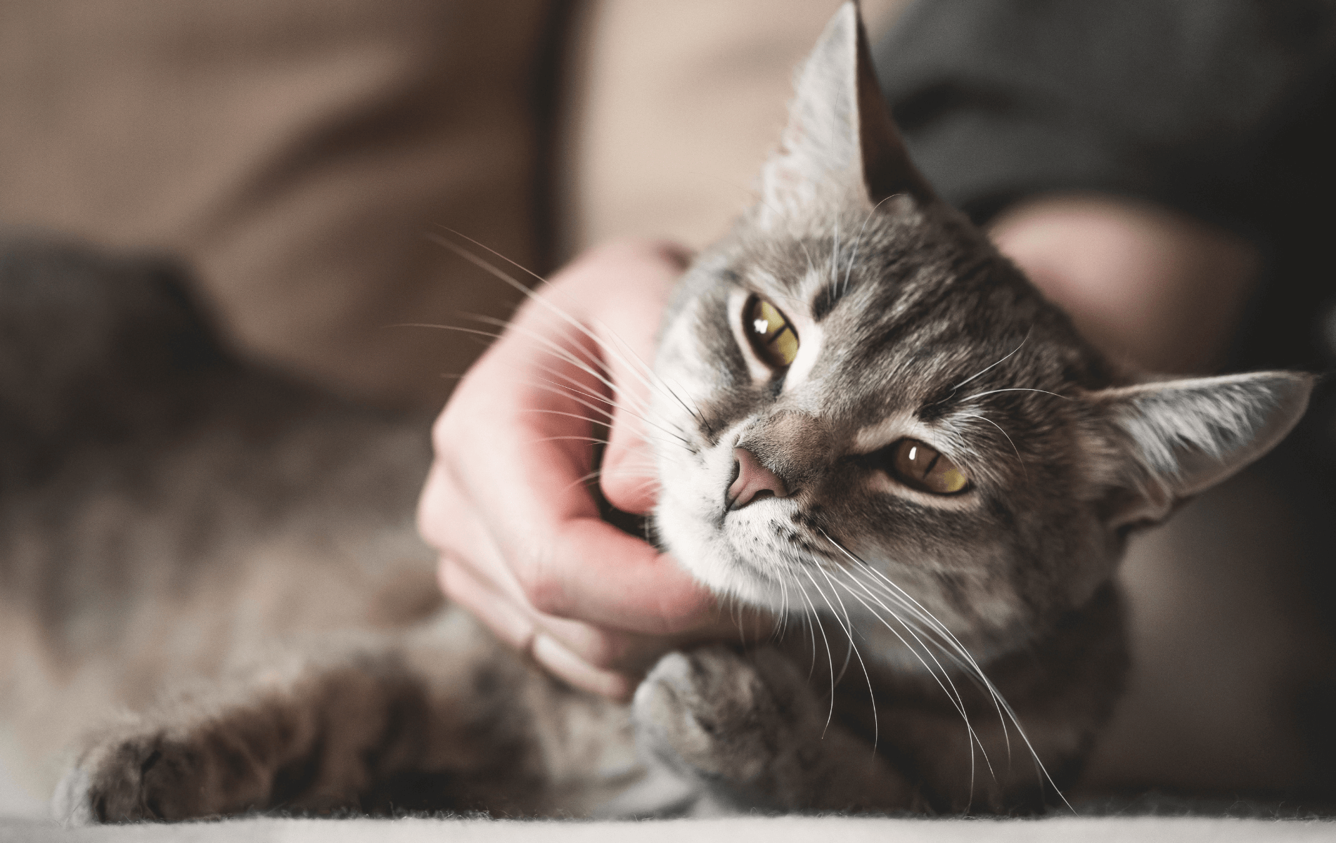 Vet Near Me Redlands, CA Animal Medical Center Of Redlands