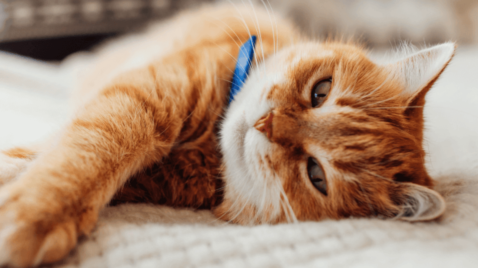 Boarding Agreement Form Animal Medical Center Of Redlands