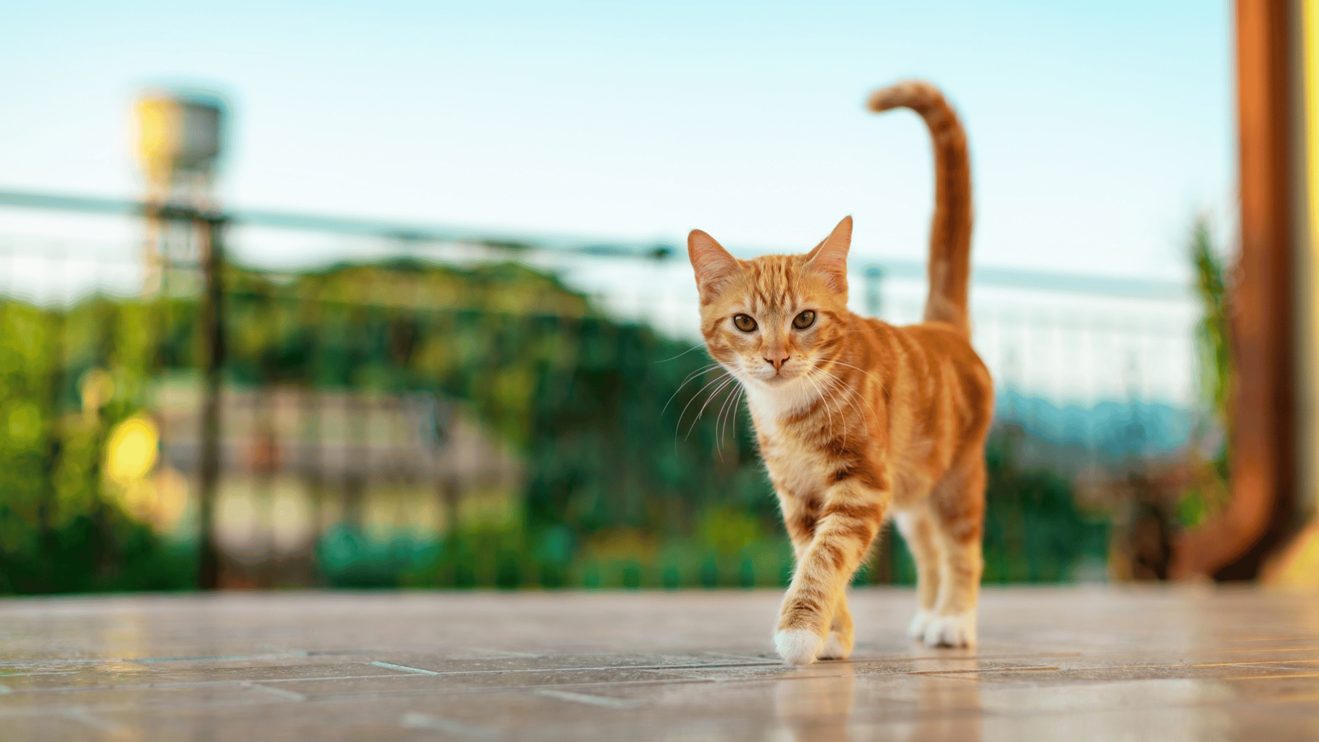 Pet Boarding In Redlands, CA 92374 Animal Medical Center