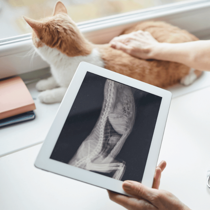a person hold x-ray  report of a cat