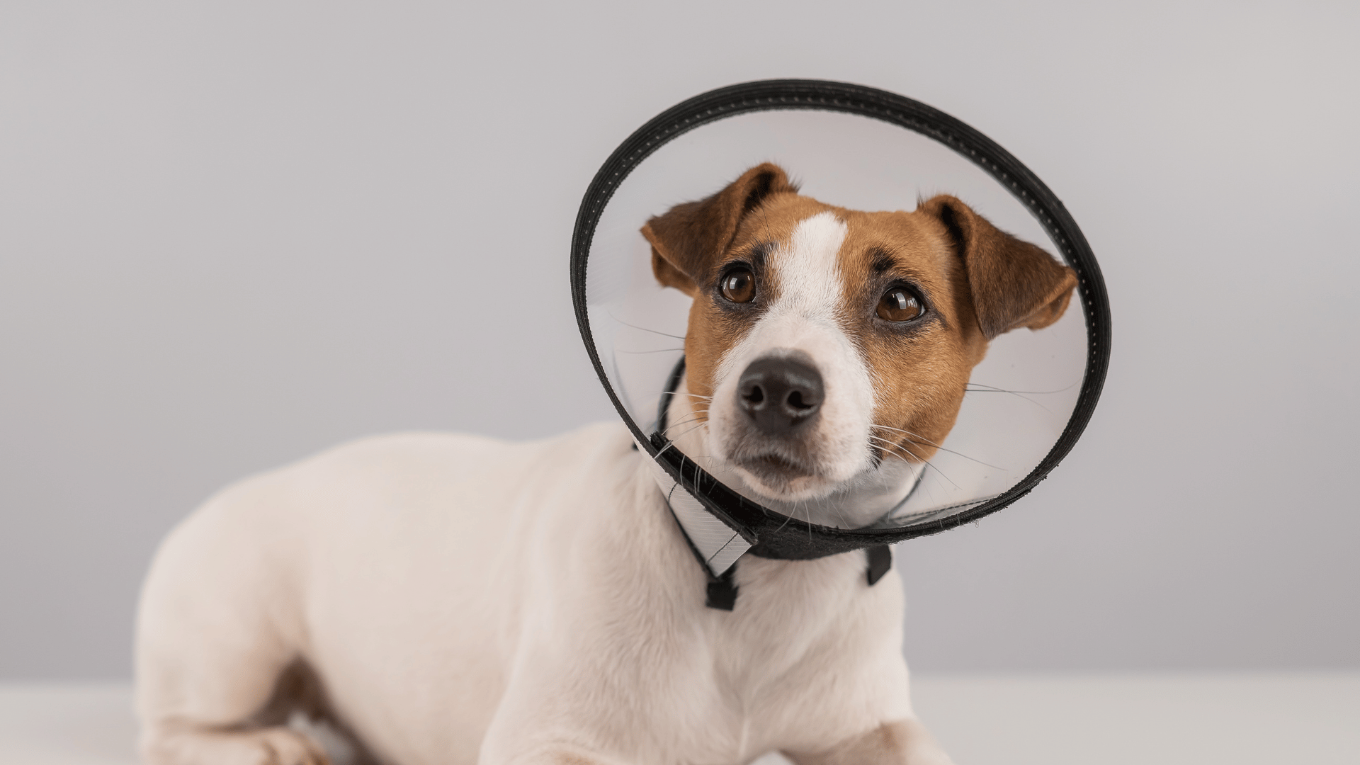 Pet Surgical Services In Redlands CA Animal Medical Center