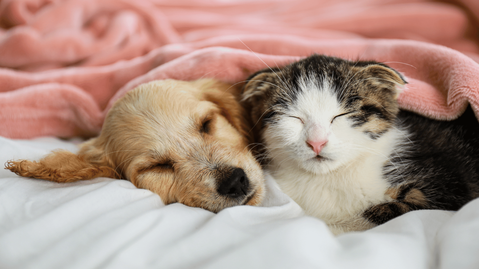 Puppy & Kitten Care In Redlands, CA Animal Medical Center